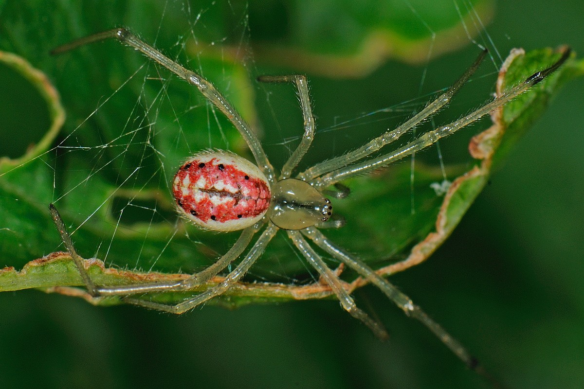 Enoplognatha ovata